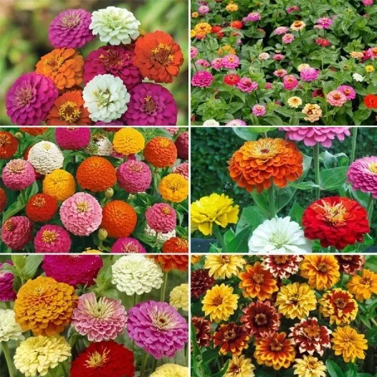 Zinnia Flower Seed Mix - 6 Colorful Varieties - Zinnia elegans - Ultimate Zin Master