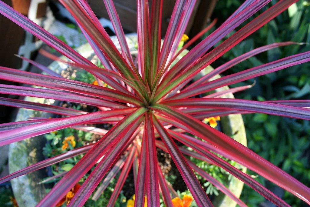 Dracaena Spikes Seeds - 1000 Count - Dracaena spp. - Indoor/Outdoor Planting - Low Maintenance, Drought Tolerant
