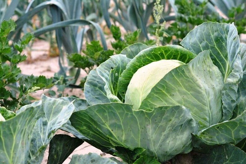 Cabbage Seeds - 100+ Pack - Heirloom Non-GMO - Brassica oleracea - All Seasons Gardening
