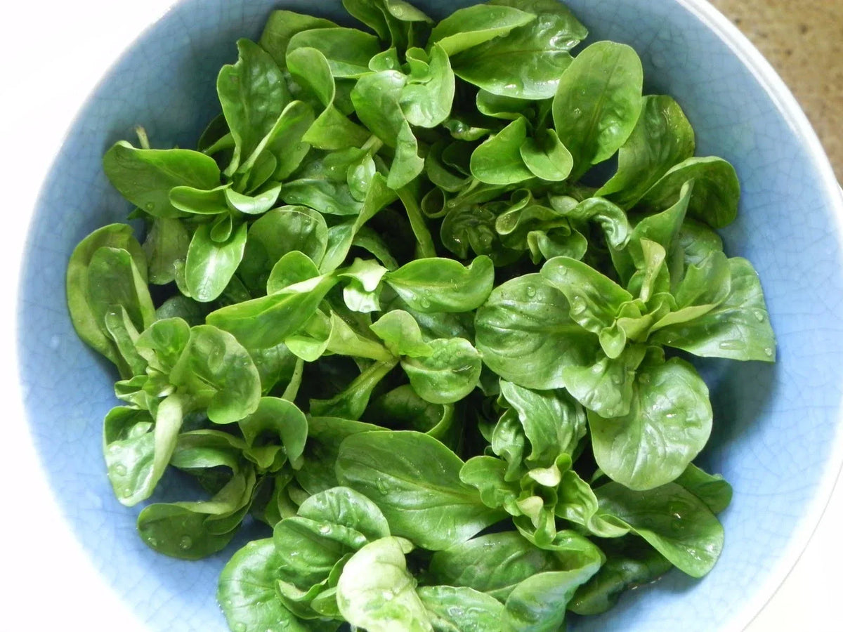Corn Salad Seeds 100 Count | Nutty Flavor Mache | Valerianella locusta | Overwintering Green for Salads
