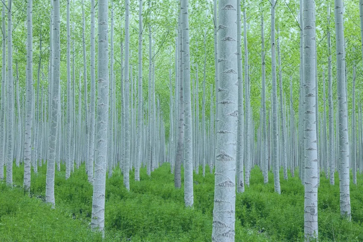 White Poplar Seeds - 30 Seeds - Fast Growing White Leaf Tree - Populus alba - Ideal for Shade and Erosion Control