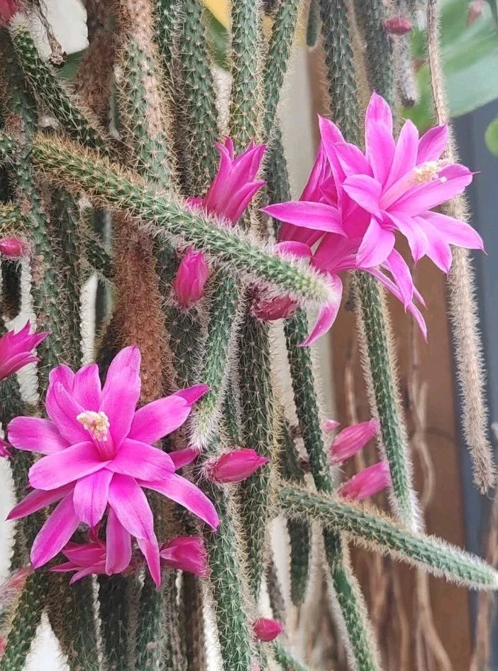Rat Tail Cactus Cuttings - 3 Fresh Aporocactus Flagelliform Succulent with Pink Flowers - Ideal for Indoor/Outdoor Gardening