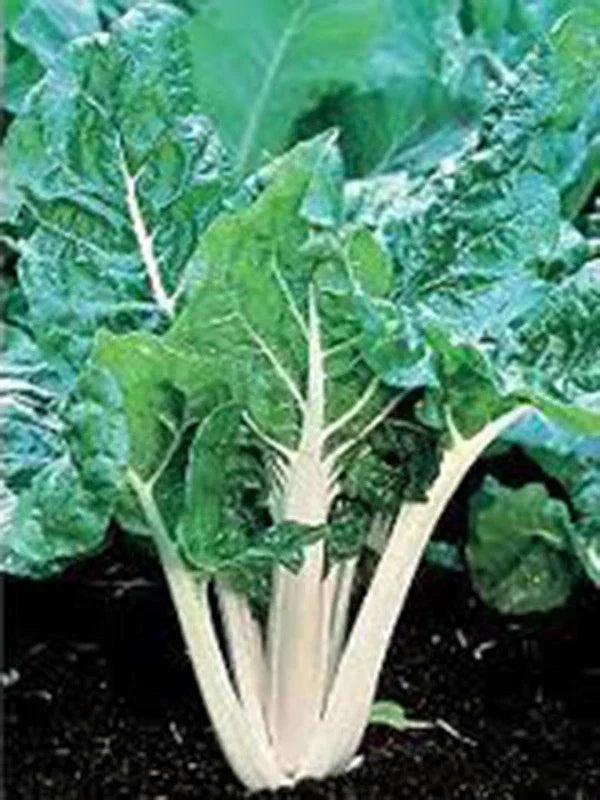 Swiss Chard Seeds 25+ Heirloom Large White Ribbed Beta vulgaris subsp. cicla - Crisp Leaves for Home Gardening