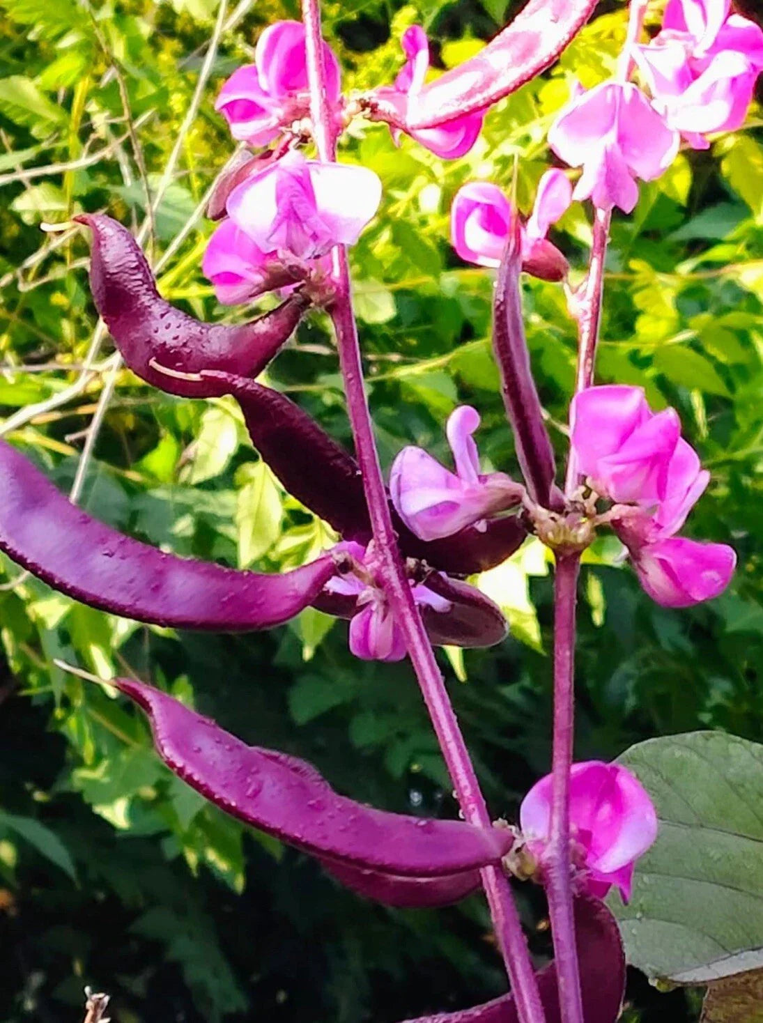 Purple Moon Hyacinth Bean Seeds - 10+ Seeds, Edible Ornamental Vine, Lablab purpureus, Deep Purple Flowers