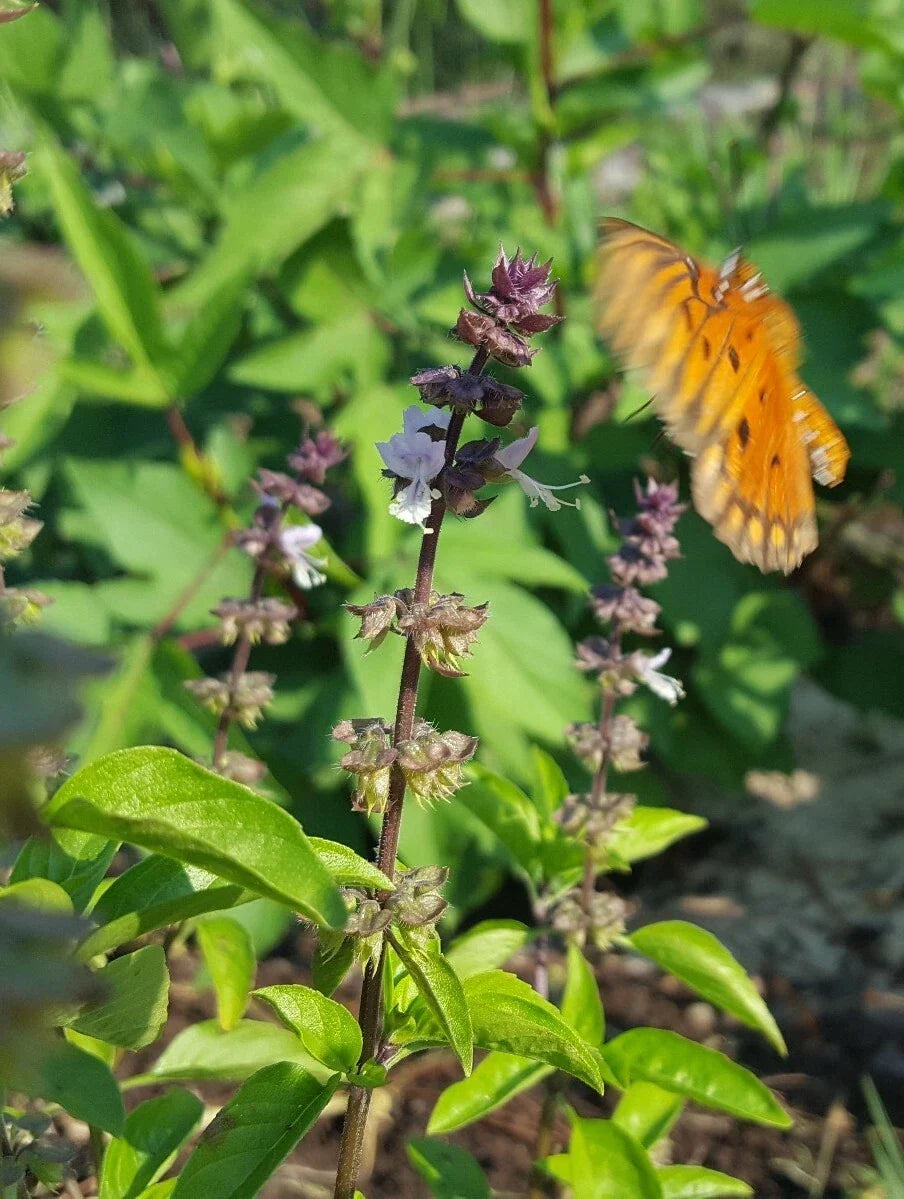 Thai Basil Seeds | 25+ Pack | Licorice Flavor | Ocimum Thyrsiflora | Fresh Florida Grown Herb for Cooking & Gardening