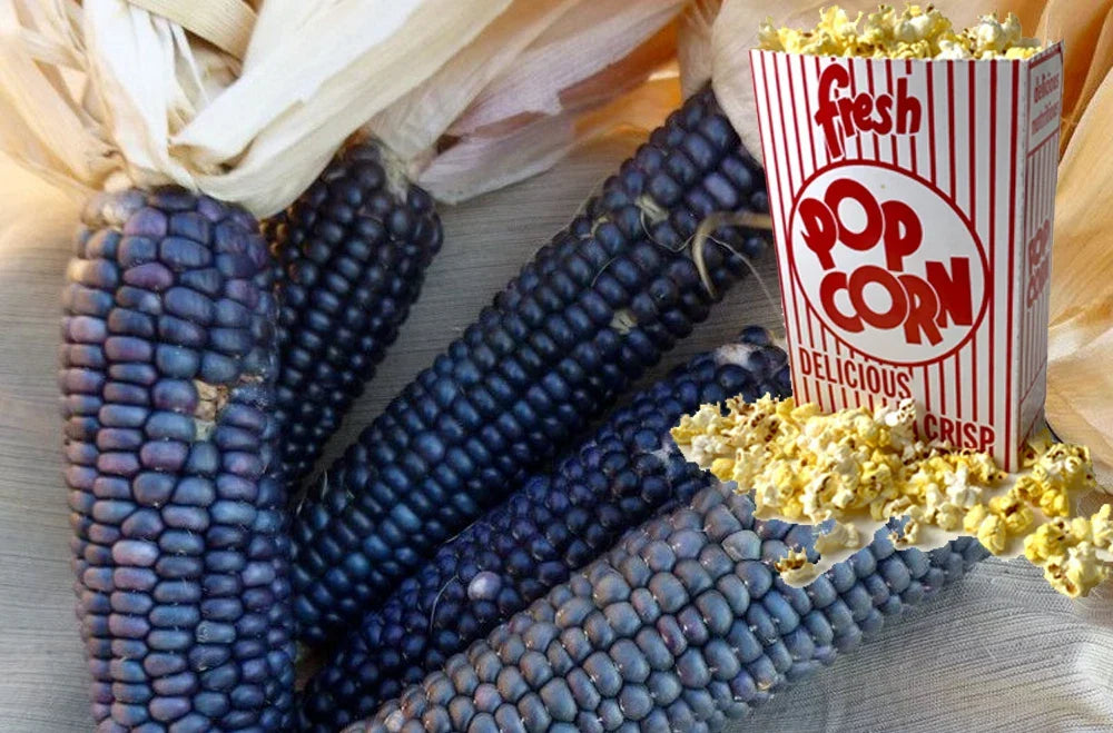 Shaman's Blue Popcorn Seeds - 30+ Heirloom Non-GMO Seeds - Zea mays everta - Unique Blue Kernels for Home Gardening