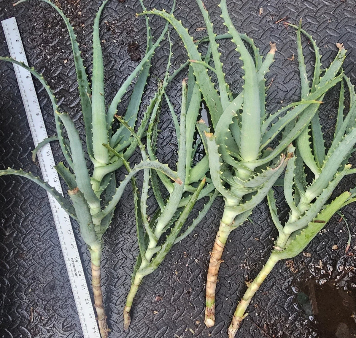 Aloe Arborescens Cuttings - 4 Healthy Aloe Vera Plant Cuttings for Propagation - Succulent Gardening Supplies - Aloe Vera