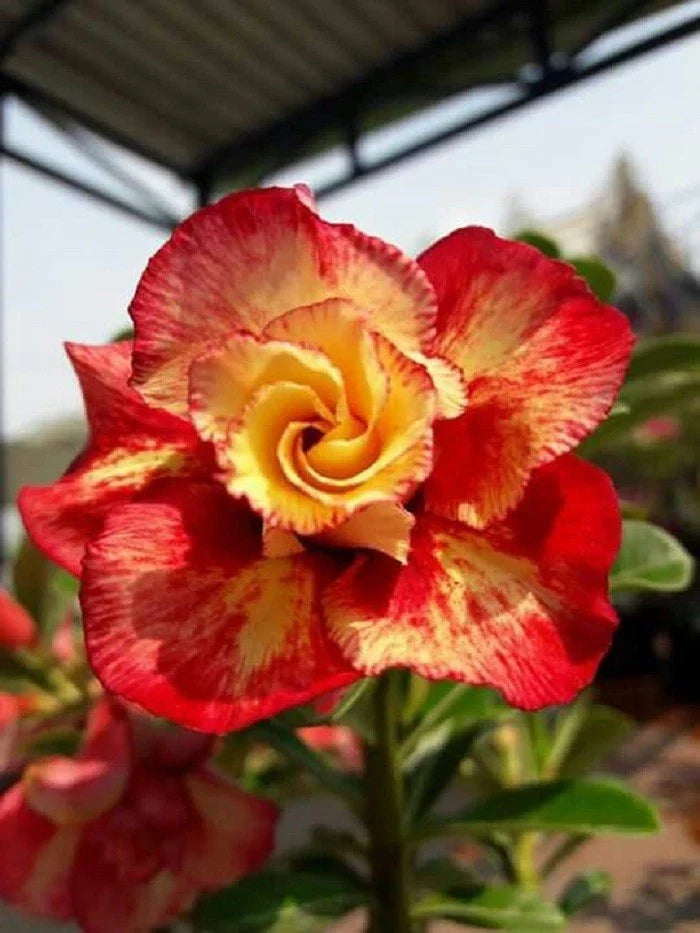 Desert Rose Seeds - 4 Pack Red Orange Adenium Obesum Perennial Flower Seeds for Garden and Indoor Planting