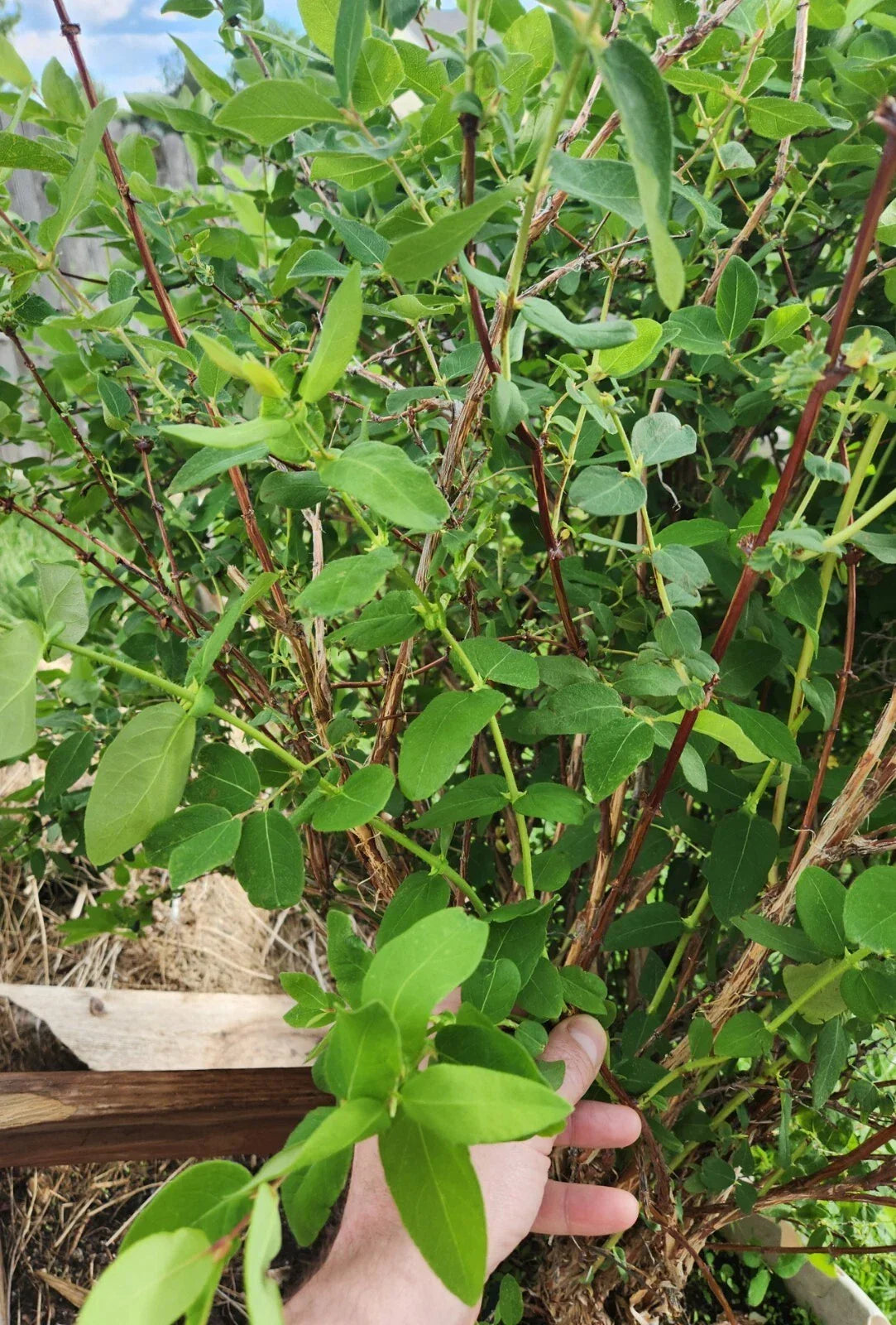 Honeyberry Cuttings 8 pcs Berry Blue Lonicera caerulea Leaves Starting to Grow Ideal for Home Gardeners