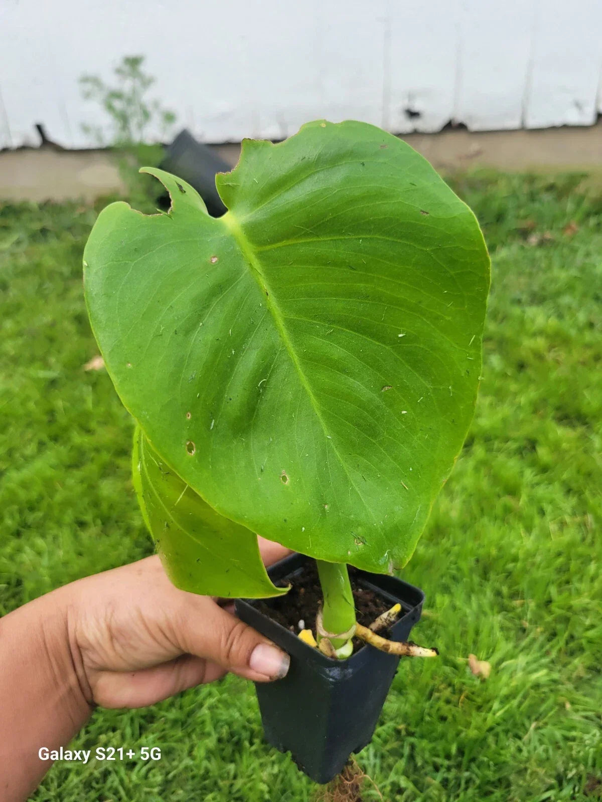 Monstera Deliciosa Plant | Small Split Leaf Philodendron | Indoor Houseplant | Tropical Greenery | Monstera deliciosa