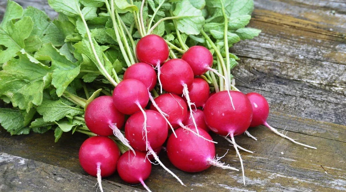 Sora Radish Seeds - 500+ Count - Heirloom Raphanus sativus for Garden Planting - Non-GMO, Fast-Growing, Nutritious