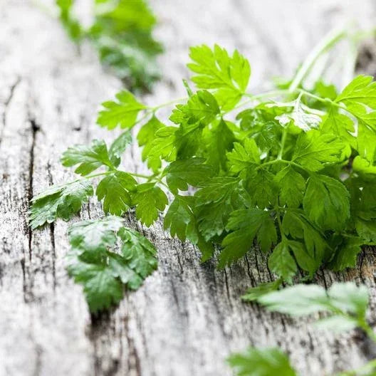 Chervil Seeds 2000 Count Non-GMO Heirloom Culinary Herb Anthriscus cerefolium for Indoor/Outdoor Gardening