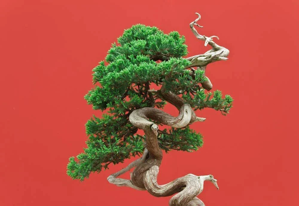 Black Spruce Bonsai Tree Seeds - 20 Pack - Picea mariana - Coniferous for Indoor/Outdoor Gardening