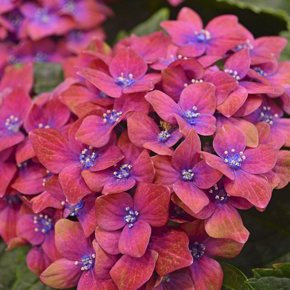 Hydrangea Seeds - 5 Perennial Flower Seeds - Pink Blue Blooms - Hydrangea macrophylla - Hardy US Seller