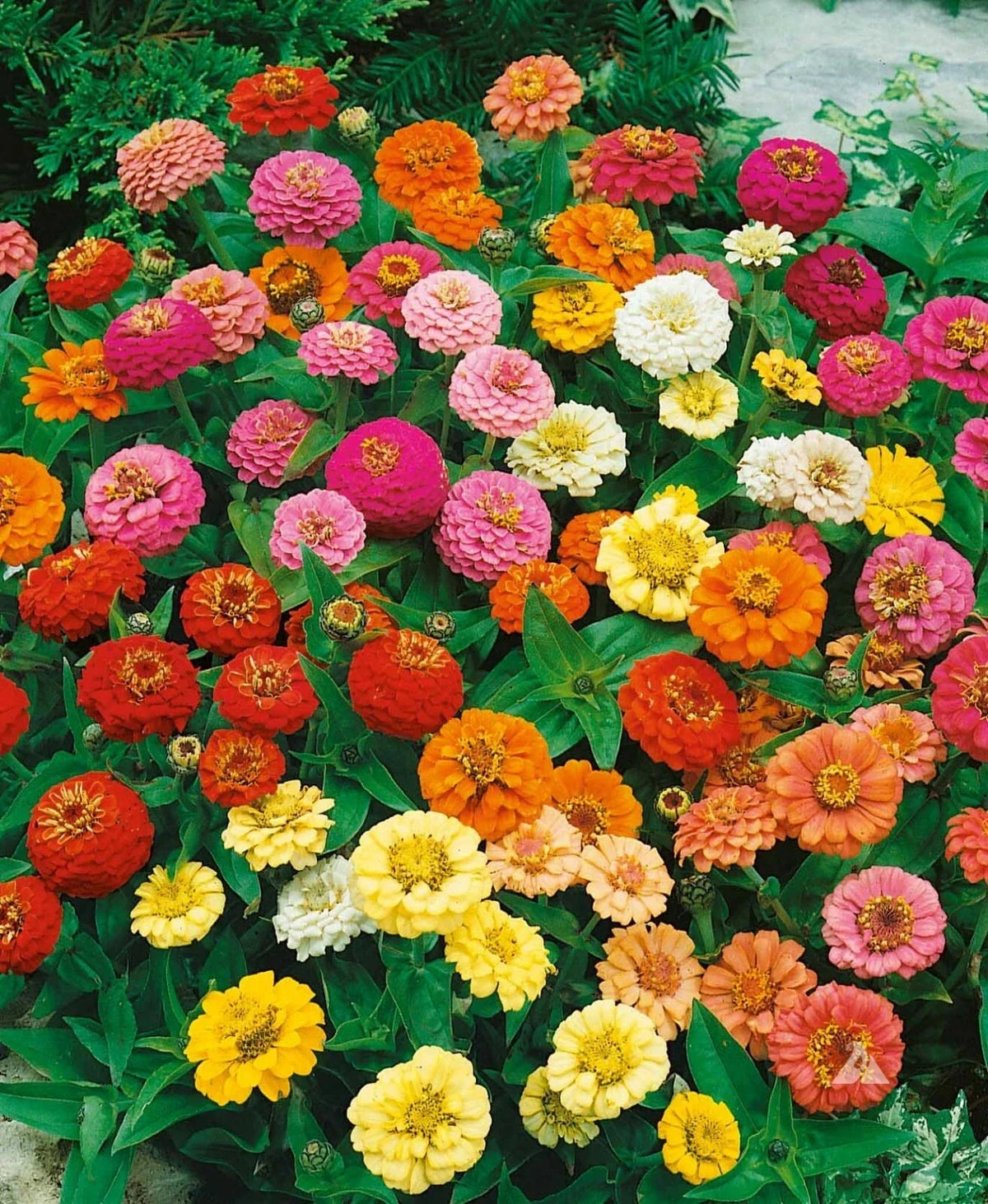 Zinnia Seeds 200 Count Thumbelina Mix Dwarf Non-GMO Zinnia elegans - Attracts Butterflies & Hummingbirds, AAS Winner