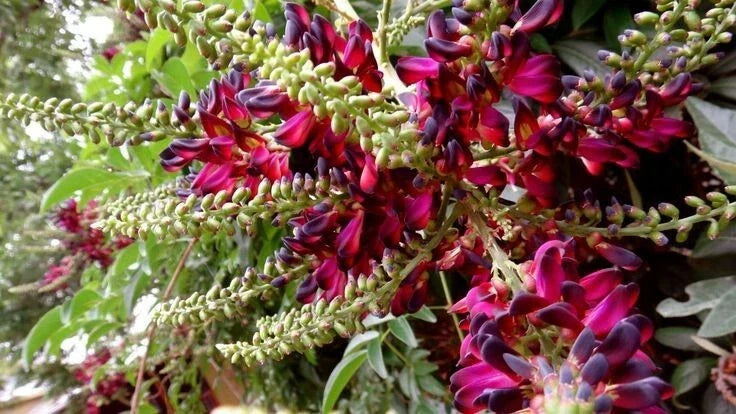 Red Wisteria Seeds - 5 Climbing Flower Seeds - Wisteria floribunda - Perennial Vine for Gardens - USA Seller