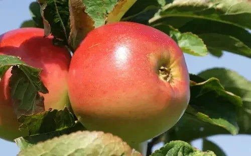 Winter Banana Apple Seeds - 25+ Pack - Malus domestica - USA Grown - Non-GMO Garden Planting Seeds