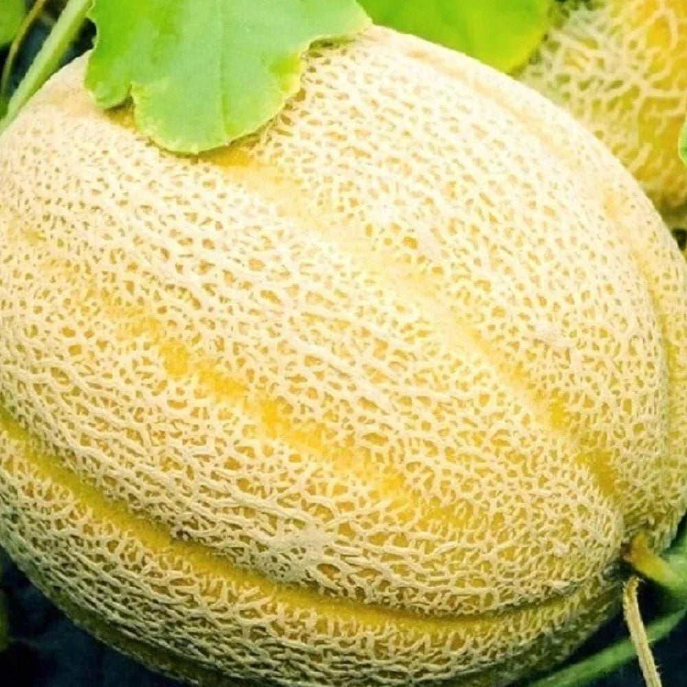 Hales Best Jumbo Cantaloupe Seeds | Non-GMO Heirloom Seeds | 50 Seeds | Cucumis melo