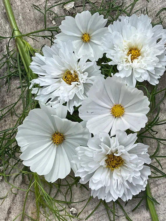 Cosmos Seeds - 200+ White Mix - Cosmos bipinnatus - Non-GMO Garden Planting, Easy to Grow, Attracts Pollinators