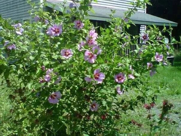 Rose of Sharon Hibiscus Live Plant Starter Bush 10 Pack - Organic Rooted Hibiscus syriacus - Colorful Pollinator Attractor