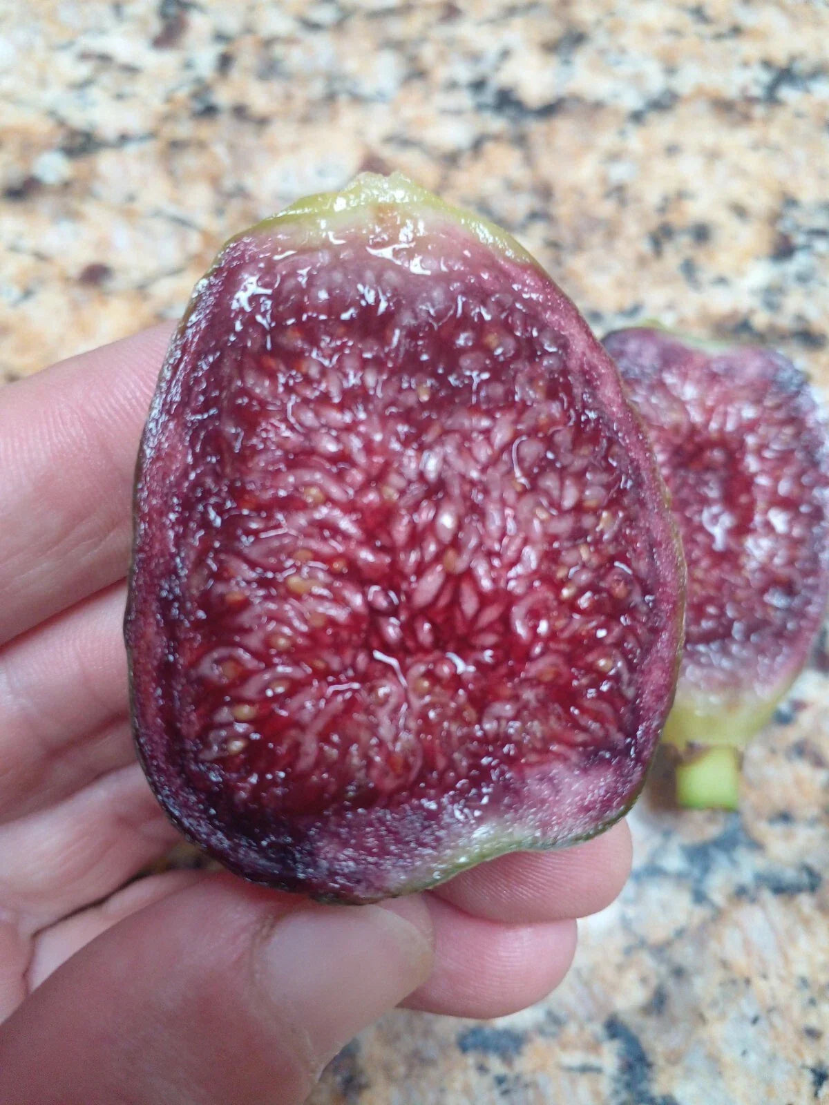 Ponte Tresa Fig Tree Cuttings - 2 Swiss Fig Cuttings - Ficus carica 'Ponte Tresa' - Delicious Flavor & Beautiful Coloring