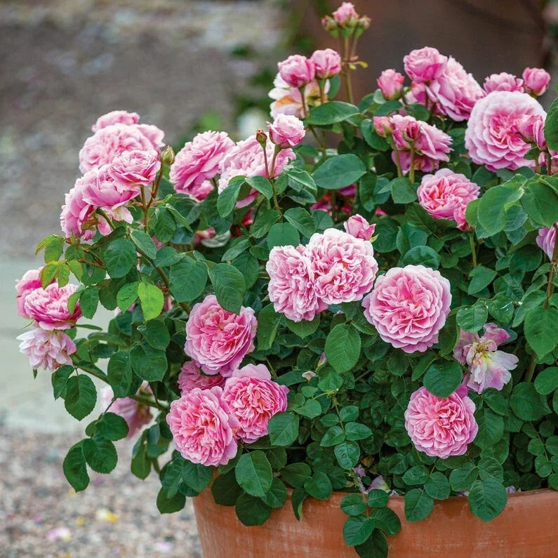 Climbing Rose Cuttings - Pink Garden Variety - Rosa 'Climbing Pink' - Fragrant, Easy to Root for Vertical Gardens