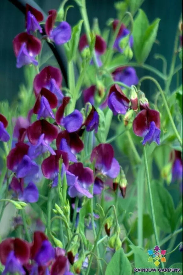 Wild Annual Sweet Pea Seeds - 50+ Pack - Lathyrus odoratus - Fragrant Garden Planting - Non-GMO - USA