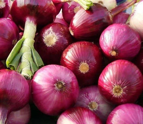 Ruby Red Onion Seeds 200+ Non-GMO Allium cepa for Vegetable Garden, USA Grown, Easy to Grow, High Germination Rate
