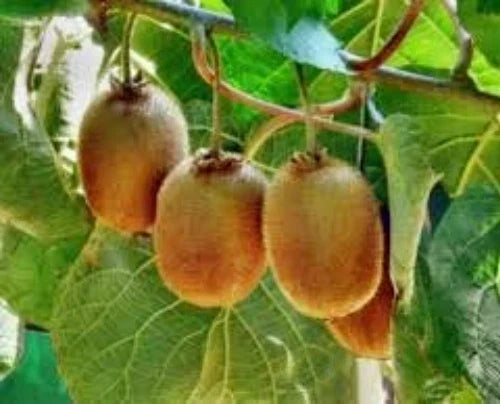 Organic Kiwi Vine Seeds - 100 Seeds - Edible Fruit - Actinidia