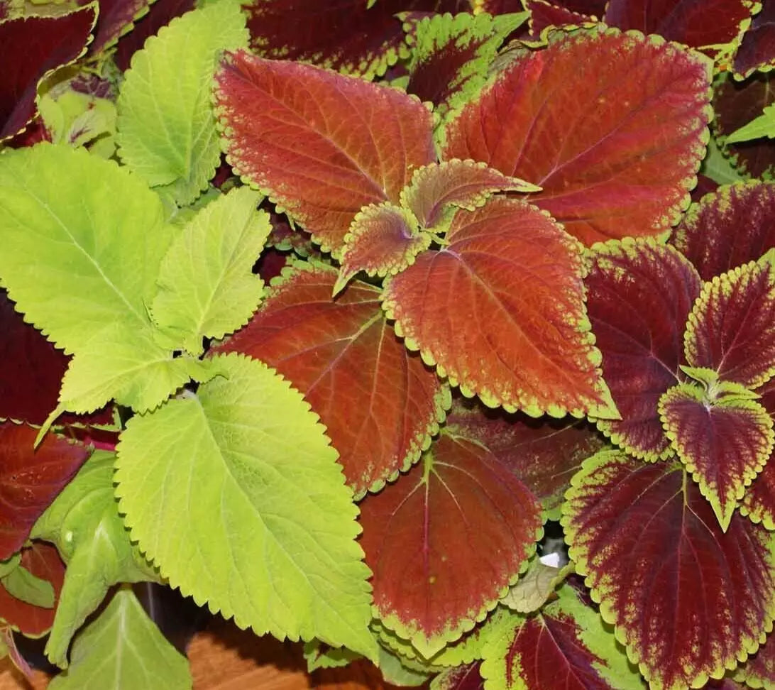 Coleus Seeds 100+ Rainbow Mix Annual, Vibrant Painted Leaves, Plectranthus scutellarioides - Easy to Grow for Gardens & Containers