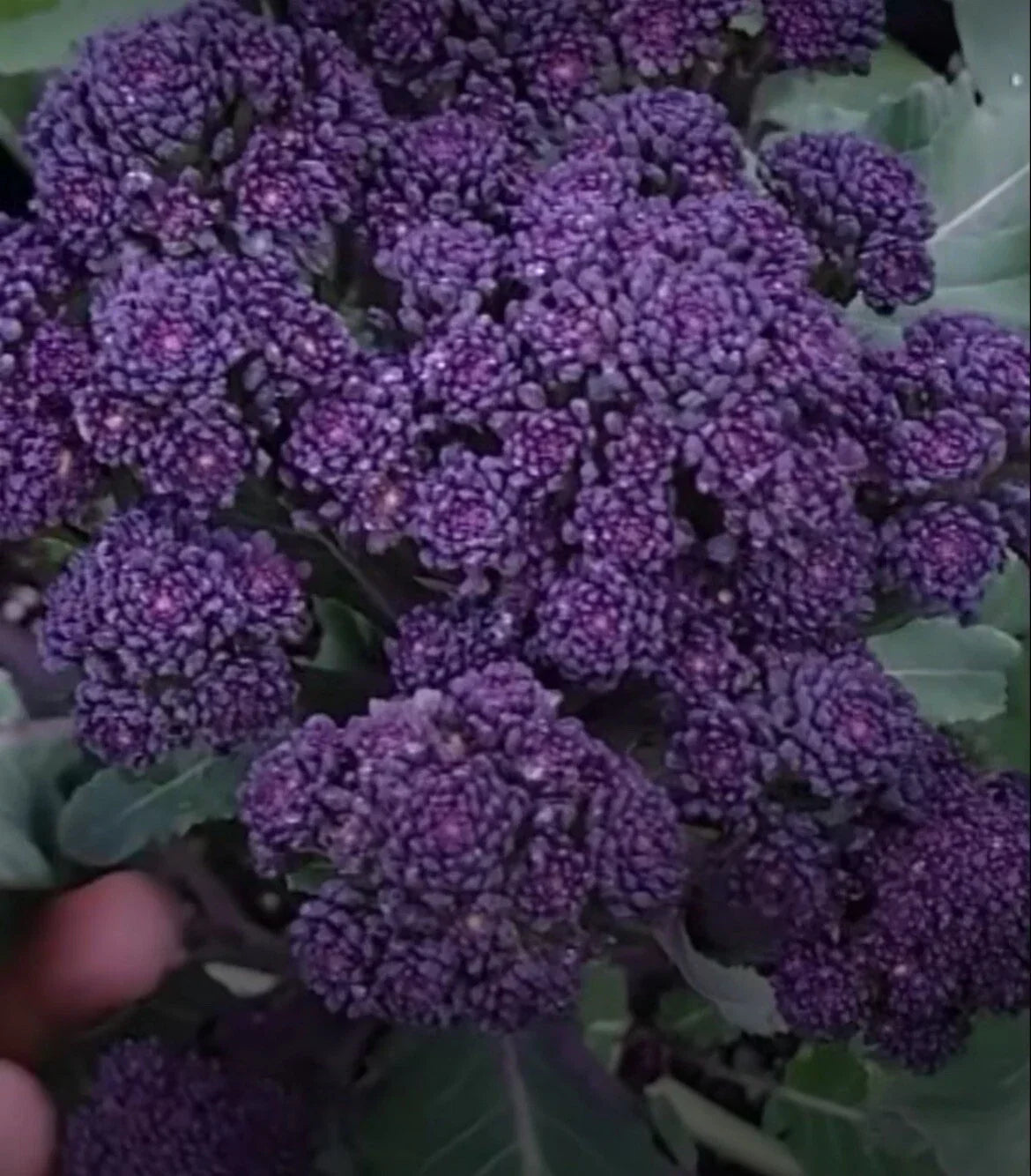 Purple Broccoli Seeds - 200+ Organic Non-GMO Brassica oleracea - Vibrant Garden Vegetable - Free Shipping USA Seller