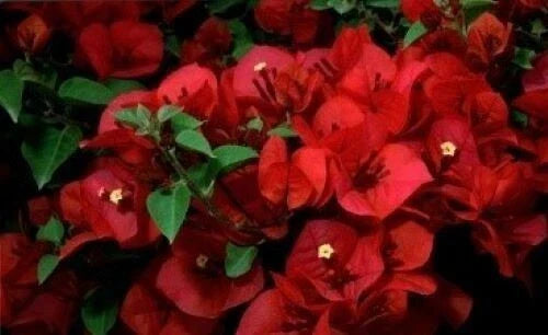 Bougainvillea Starter Plant - Small San Diego Red - Rare Bougainvillea spp. - Well Rooted 4-Inch Pot