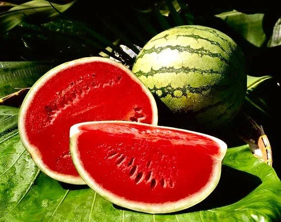 Crimson Sweet Watermelon Seeds - 25+ Non-GMO Heirloom Seeds - Citrullus lanatus - Juicy Red Flesh for Home Gardens