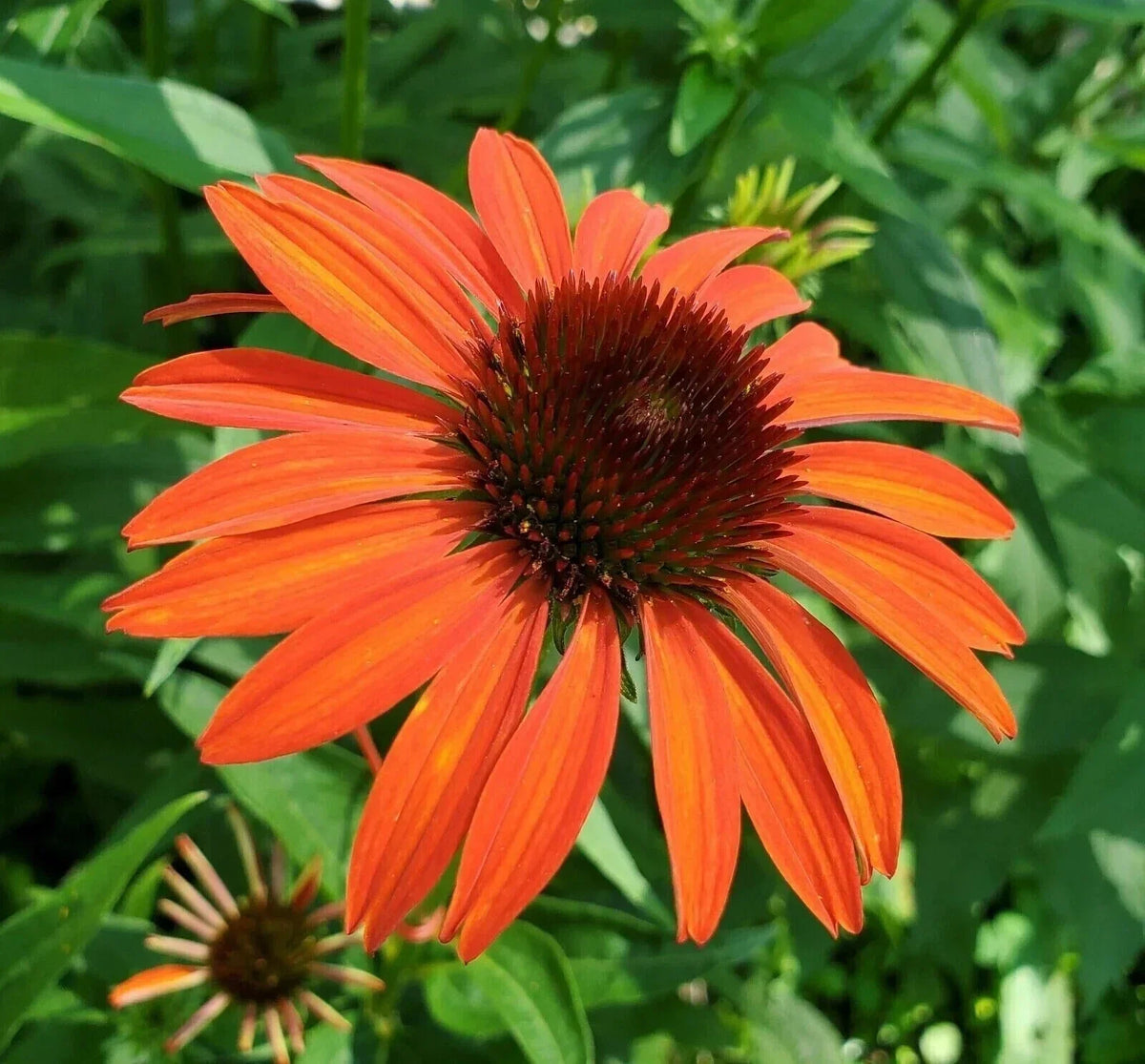 Orange Coneflower Seeds - 200+ Pack - Echinacea Tennessensis - Vibrant Pollinator Attracting Perennial for Garden Planting