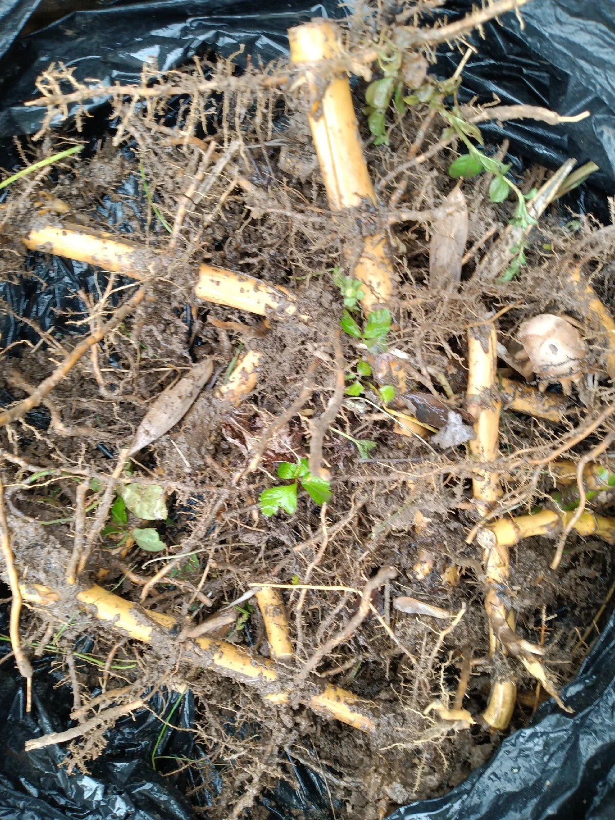 2 Spring SA / Mosso Bamboo Bare Root (Phyllostachys edulis) β Giant Timber Bamboo, Fast Growing, Cold Hardy, Clumping