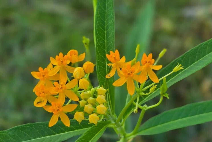 Yellow Milkweed Seeds | 15 Count | Asclepias tuberosa | Florida Naturalized | Butterfly Attractant