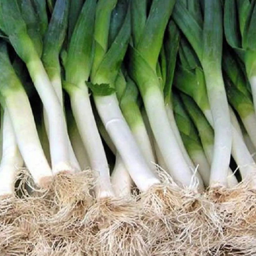 Carantan Leek Seeds | NON-GMO Heirloom Variety | Allium ampeloprasum Garden Seeds for Fresh Produce