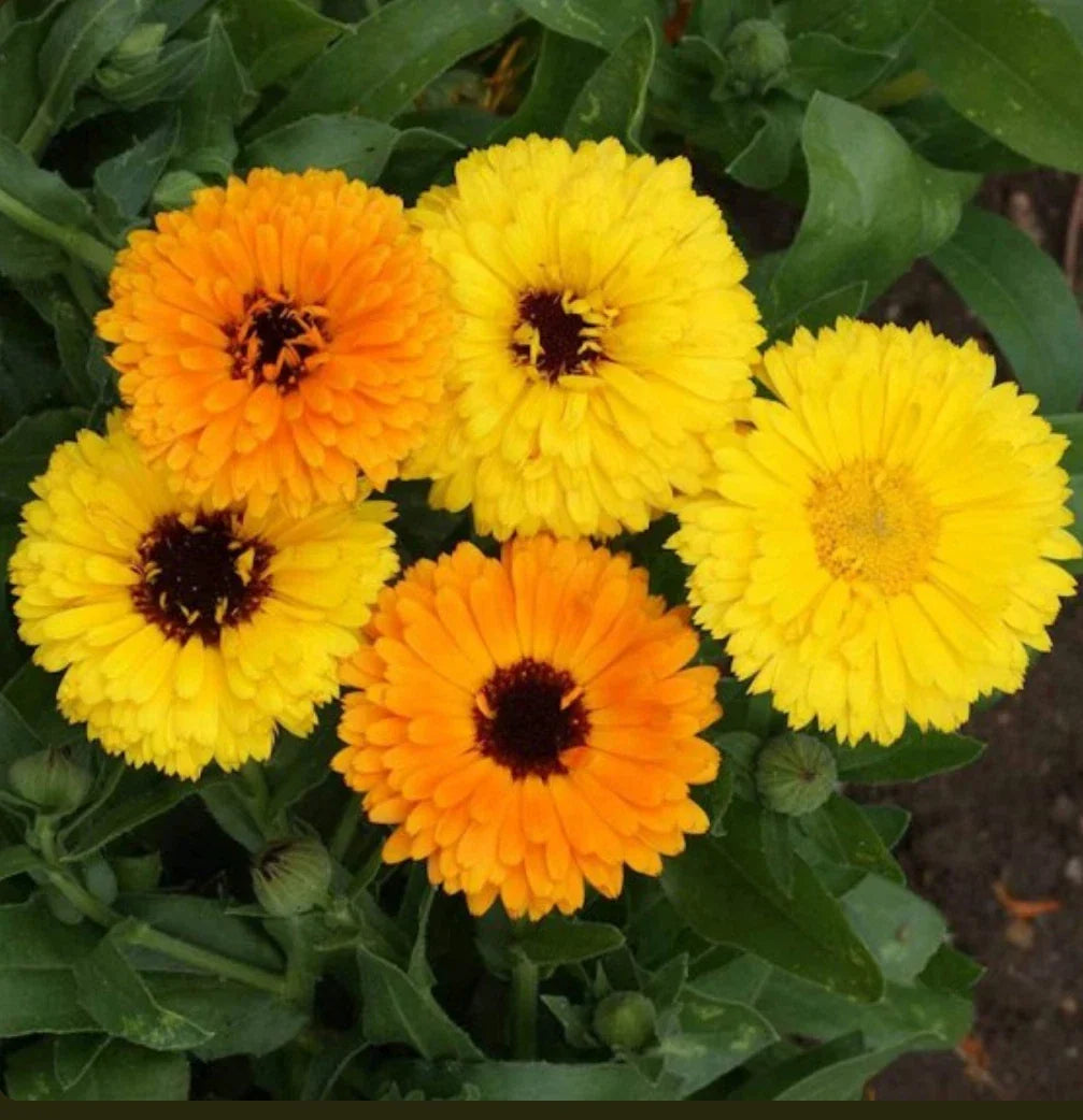 Calendula Seeds - 200 Count Fiesta Gitana Dwarf Mix - Edible Heirloom Marigold Flowers - Calendula officinalis