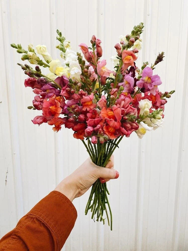 Snapdragon Seeds Tall Mix - 100 Organic Flower Seeds - Antirrhinum majus - Attracts Butterflies & Bees for Pollinator Garden