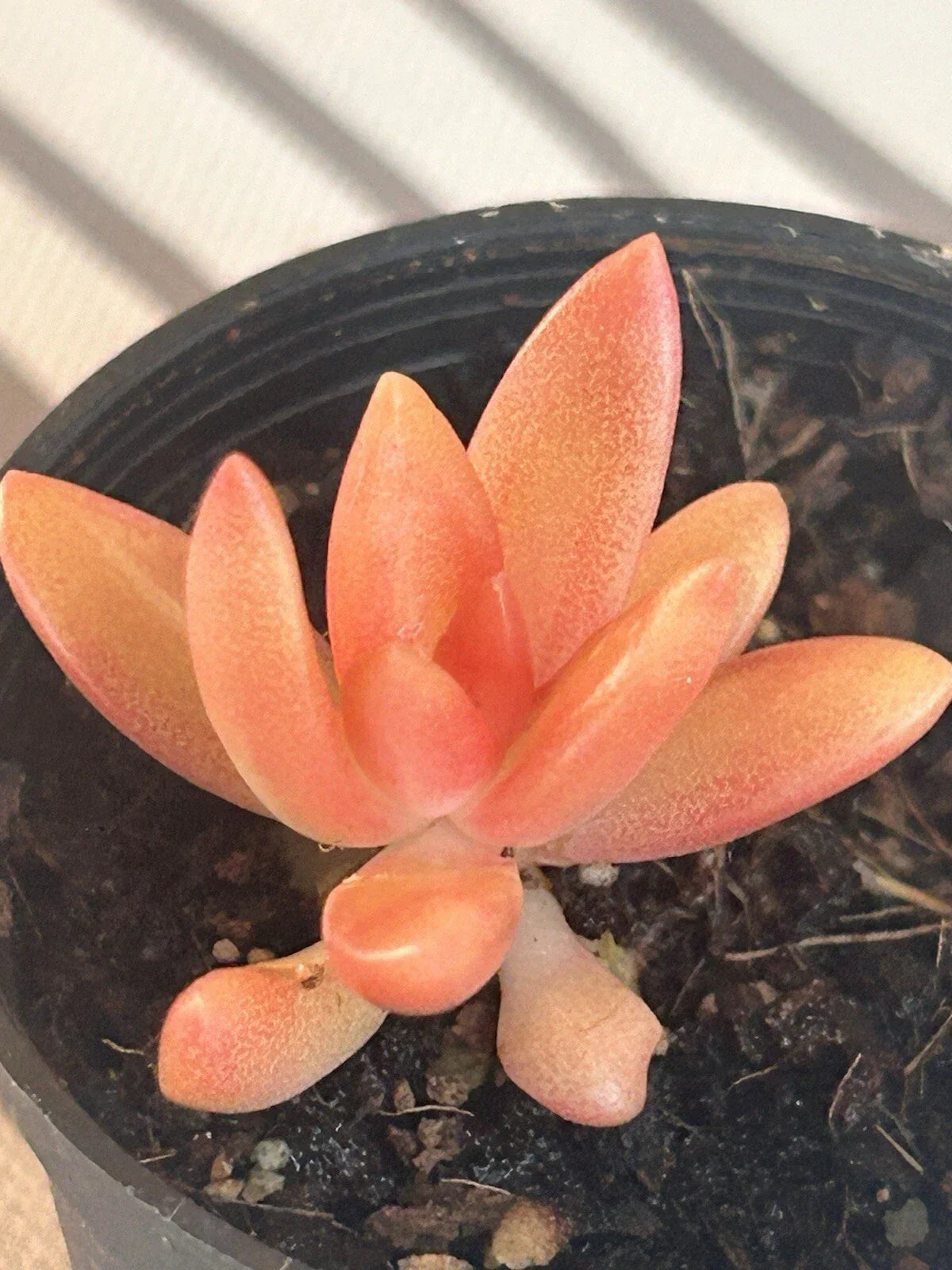 Live Rooted Succulent Plant - Coppertone Stonecrop (Sedum nussbaumerianium) - Colorful Ground Cover for Low-Maintenance Gardens