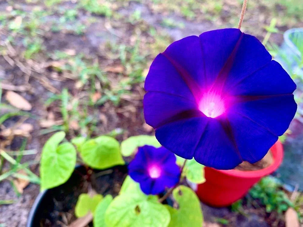 Purple Morning Glory Seeds | 100+ Seeds | Climbing Vine with Vibrant Purple Flowers | Ipomoea purpurea