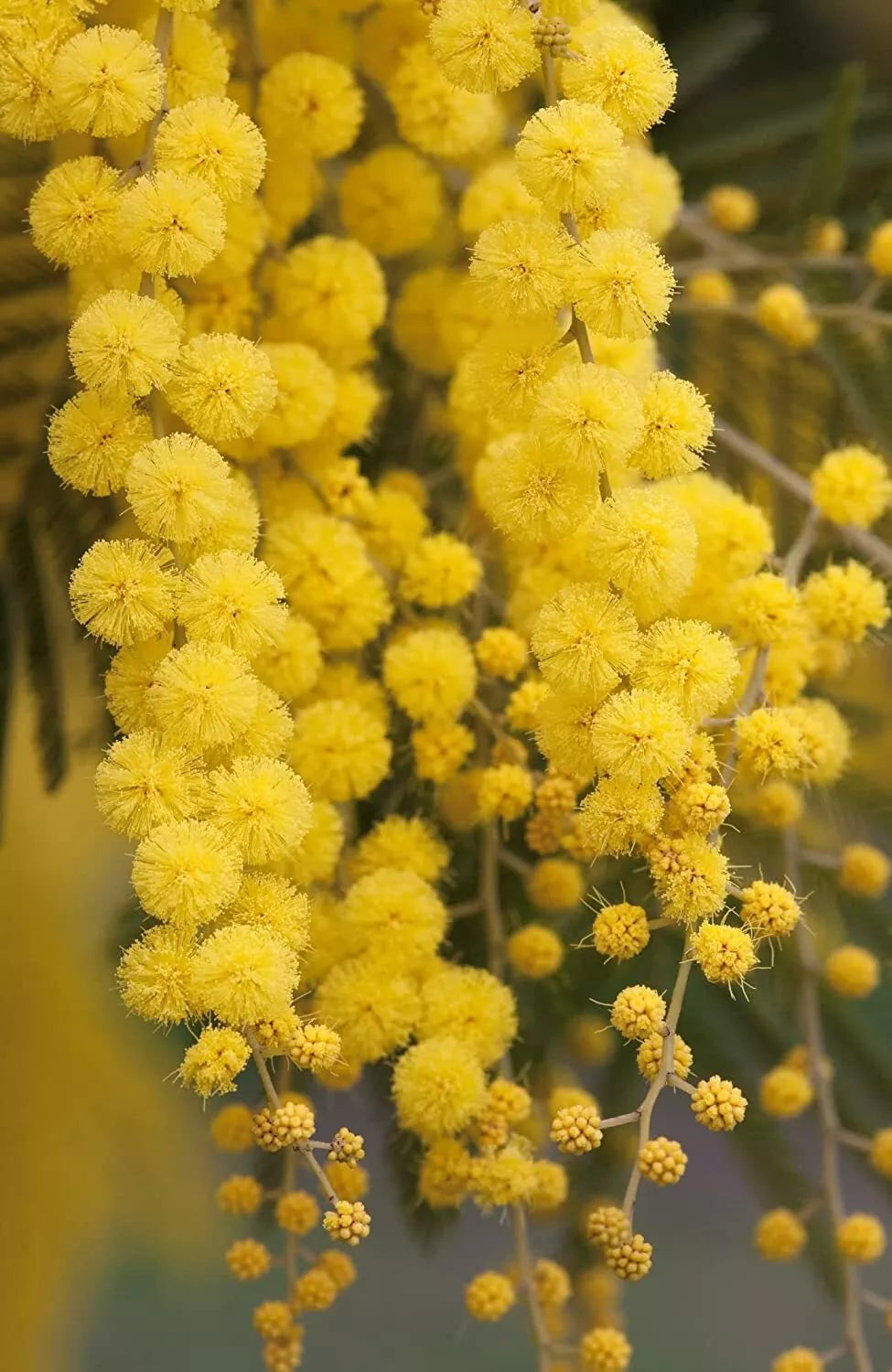 Golden Mimosa Tree Seeds - 30 Count - Acacia baileyana - Drought Tolerant, Fast-Growing, Ideal for Landscaping