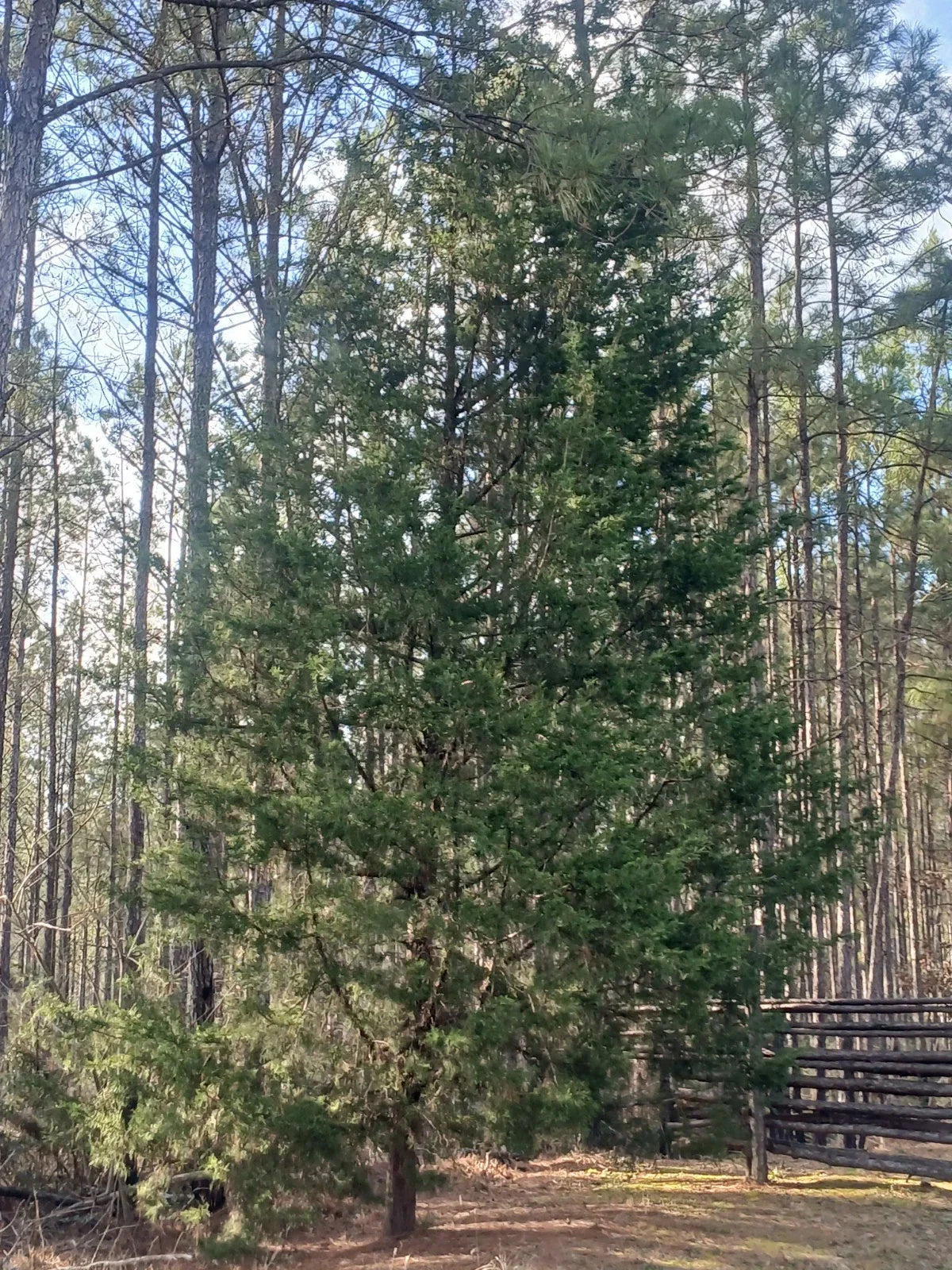 Southeastern Red Cedar Seedlings 10-12" Bare Root Juniperus virginiana - 3 Healthy Live Plants for Garden or Landscape