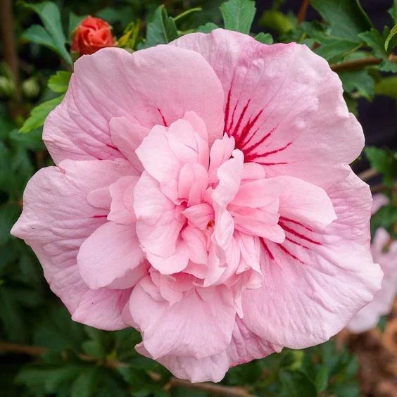 Hibiscus Seeds - 20 Double Light Pink Perennial Flower Seeds - Hibiscus rosa-sinensis - Attracts Butterflies & Hummingbirds