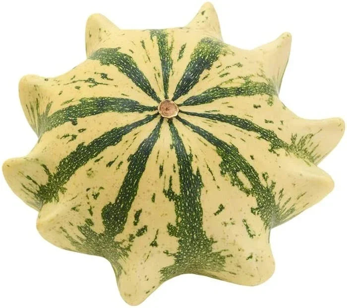 Crown of Thorns Shenot Gourd Seeds - 30+ Organic Non-GMO Heirloom Squash - Cucurbita pepo - Ideal for Home Gardening