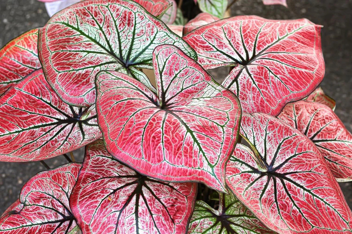 Caladium Bulbs - 5 Pack - Wildfire Variety (Caladium bicolor) - Perennial Elephant Ears for Shaded Gardens