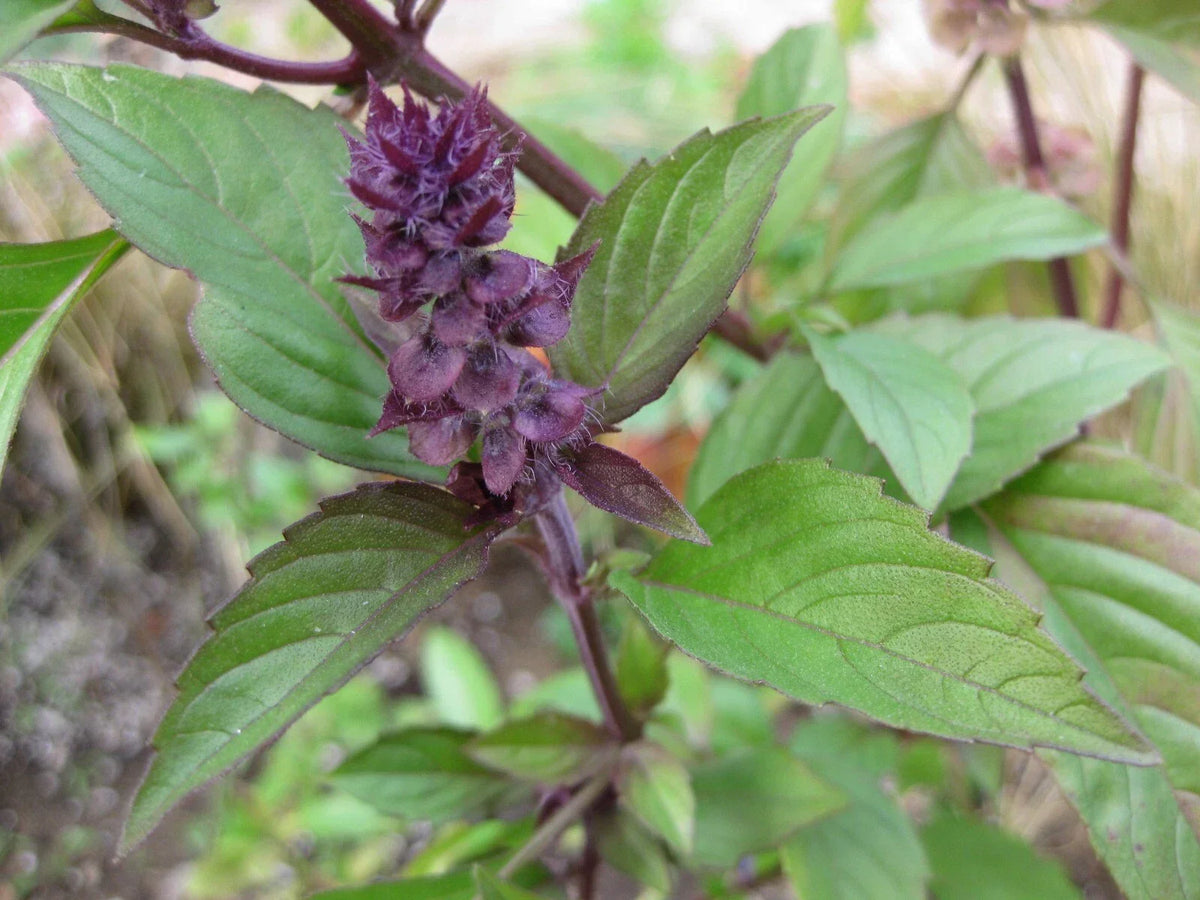 Thai Basil Seeds - Heirloom Variety - Ocimum basilicum 'Thai' - Aromatic Culinary Herb for Gardening - 100 Seeds