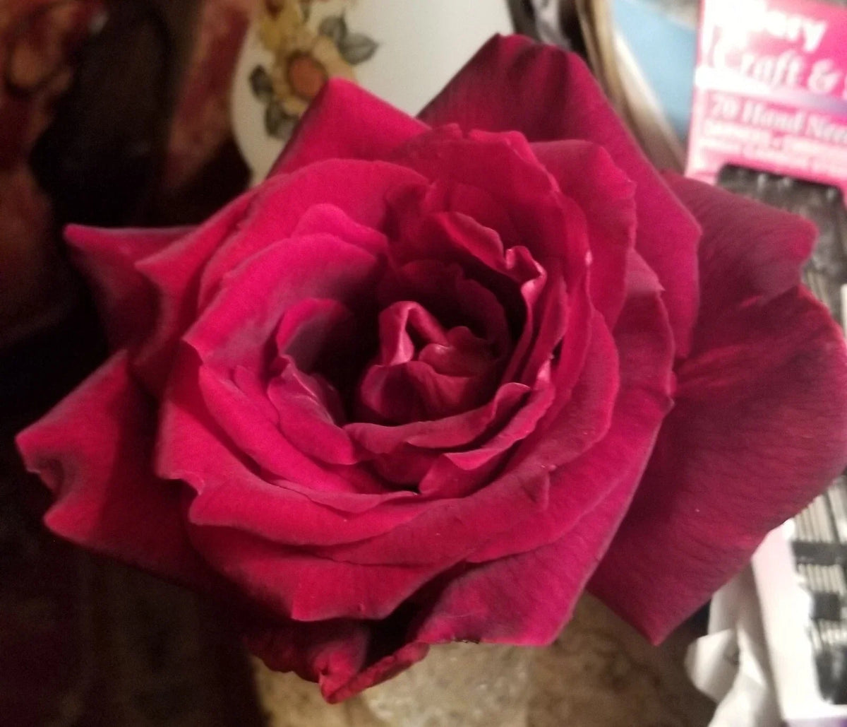 Live Cuttings - 3 Gotta Have It Red! Very Dark Red Velvety - Perfect for Propagation - (Insert Scientific Name)