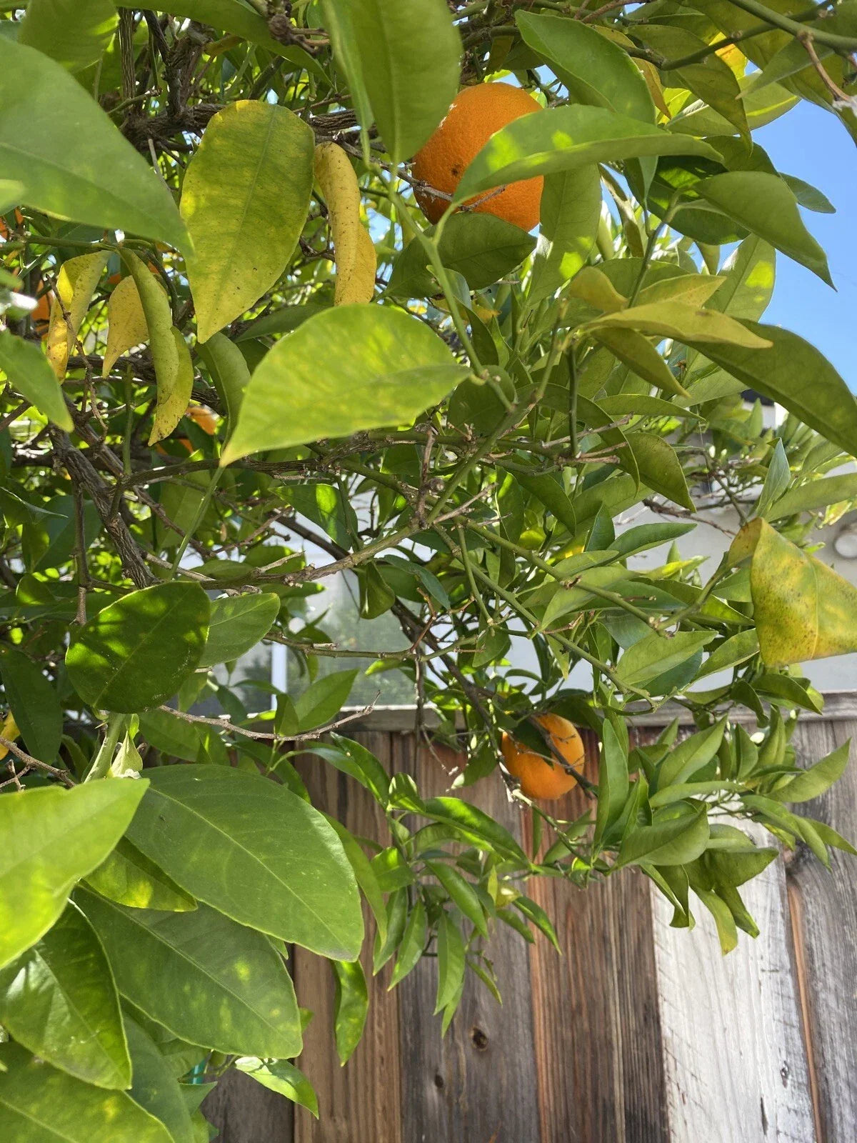 Washington Navel Orange Cuttings - 6 Un-rooted Propagation - Citrus sinensis - Perfect for Home Gardening and Indoor Planting