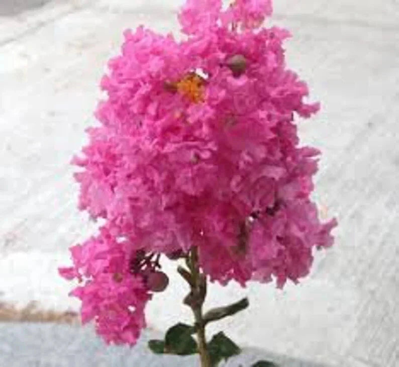 Cape Myrtle Seeds - 20 Perennial Flower Seeds - Pretty in Pink - Lagerstroemia indica - Flowering Tree Seeds